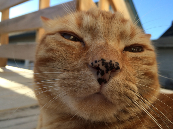 Maximilian, crazy tabby extrodinare