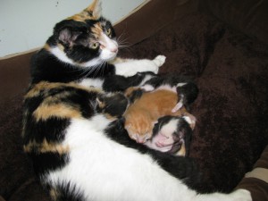 Mama Callie and her kittens