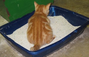Using the litterbox at an early age