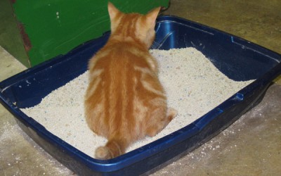 Litter Boxes, a Cat’s Perspective