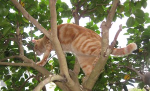 tree climbing tabby