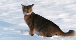 abyssinian cat in the snow