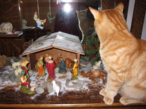 tabby in the nativity scene