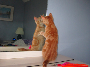 orange tabby looking in the mirror