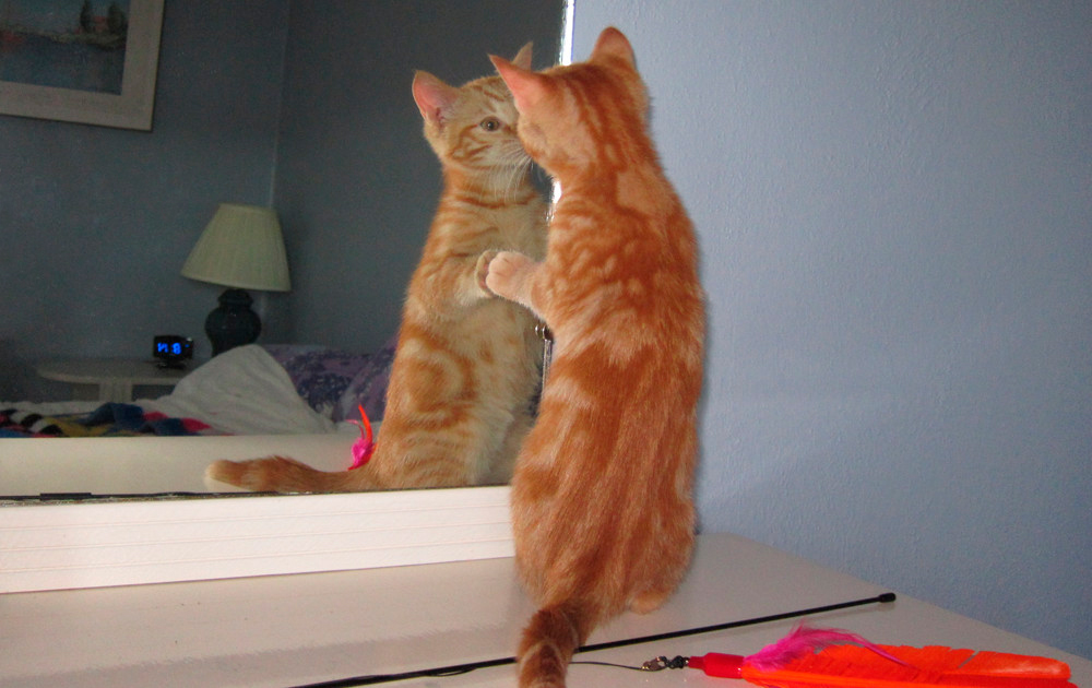 orange tabby kitten