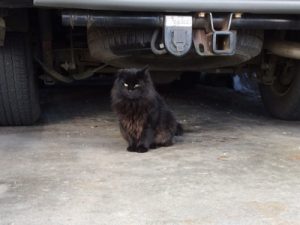 Kirby hangs out in the garage